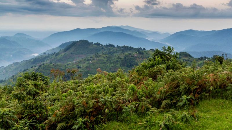 What makes Bwindi forest a top tourist safari destination in Africa
