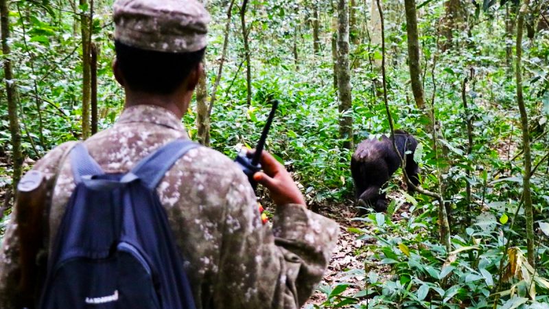 chimpanzee-tracking-experience-in-kibale-national-park