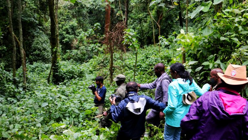 gorilla-trekking-in-bwindi-impenetrable-national-park