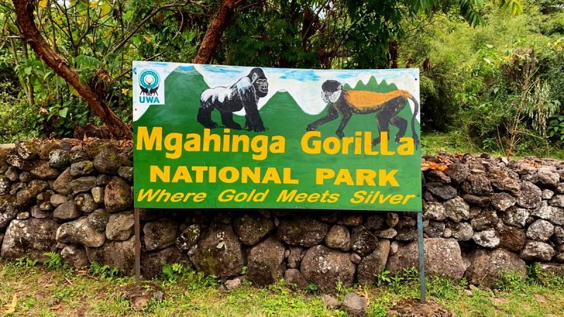 Mgahinga Gorilla National Park - Where Gold Meets Silver