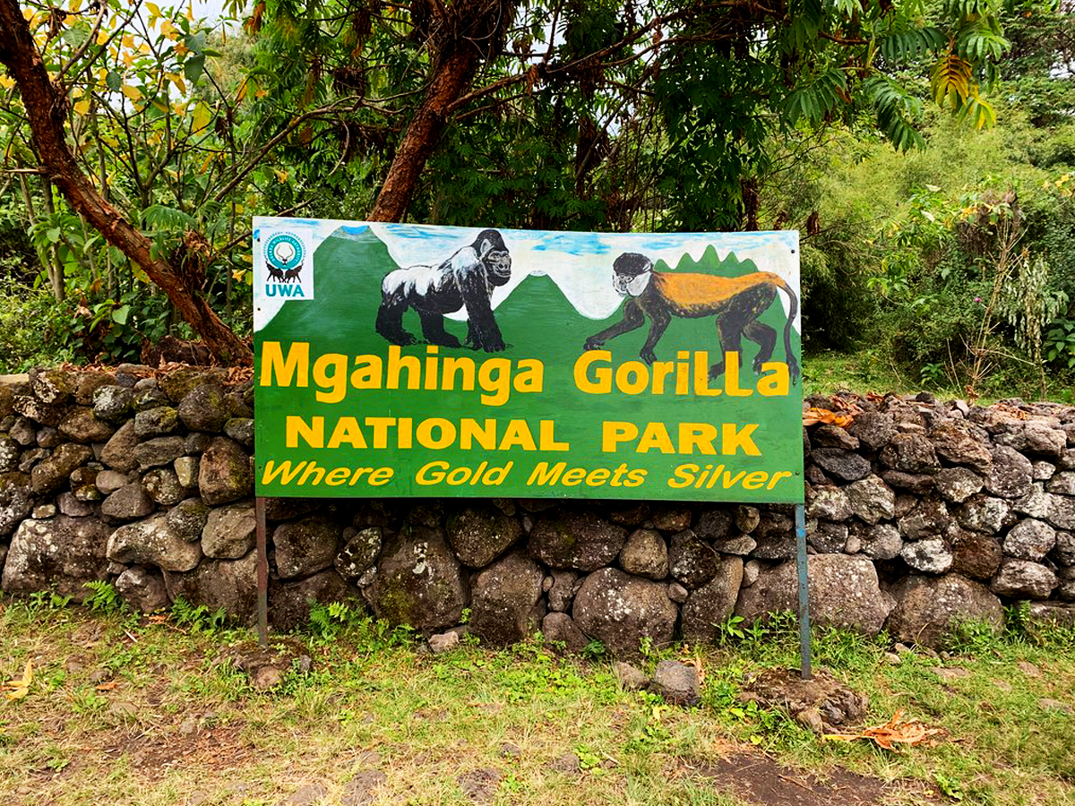 Mgahinga Gorilla National Park – Where Gold Meets Silver