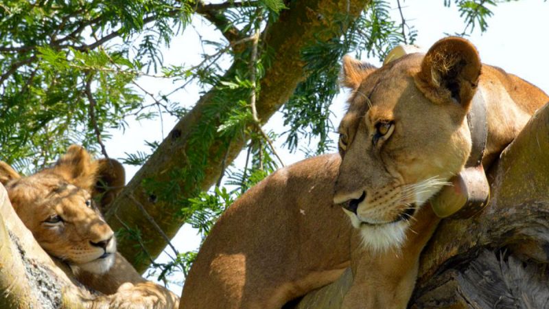 tree-climbing-lions-in-queen-elizabeth-national-park