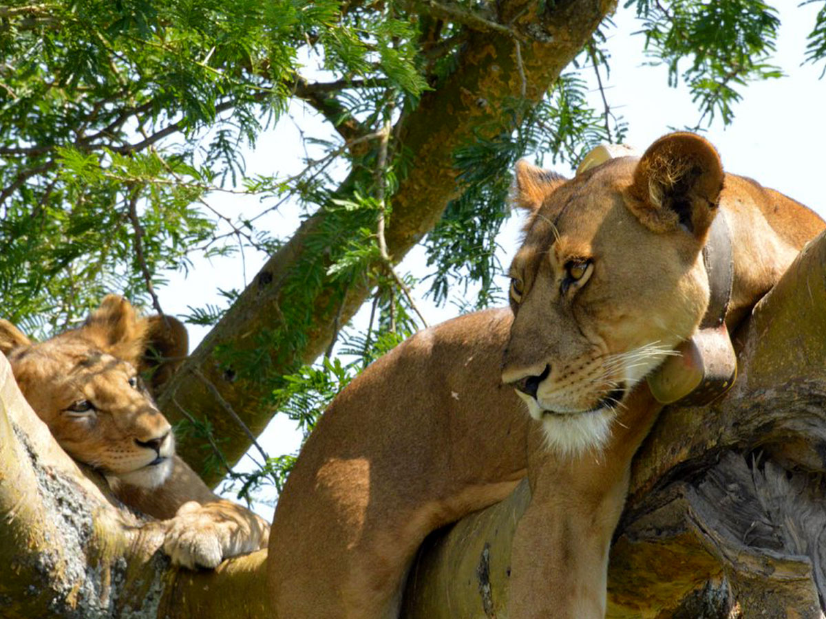 Queen Elizabeth National Park – A Medley of Wonders